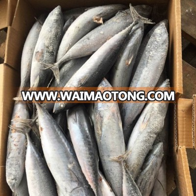 frozen striped bonito fish 100-300g